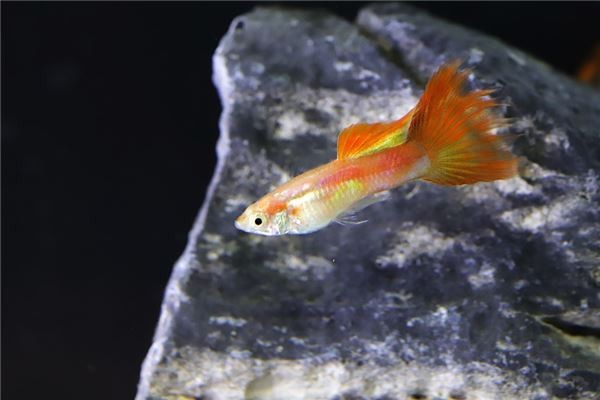 招財金龍魚擺放圖