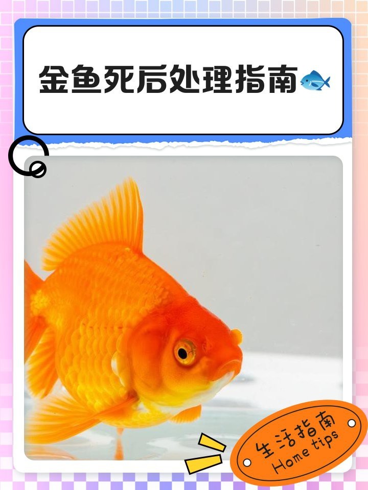 金魚走后三大忌