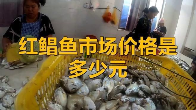 紅鯧魚為什么那么便宜