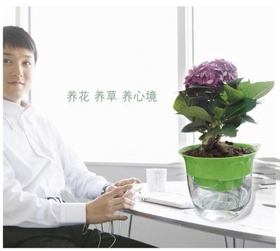 紅龍和金龍的性情有何不同，紅龍與金龍在性格上存在顯著差異