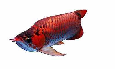 大紅龍價格多少錢一條：大紅龍的價格因其品種、尺寸、品相等因素不同而有所不同