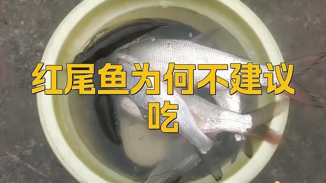 紅尾魚為何不建議吃