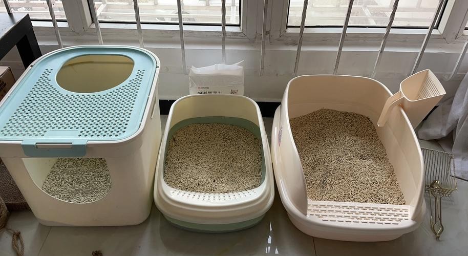 龍貓和貓哪個更適合新手？