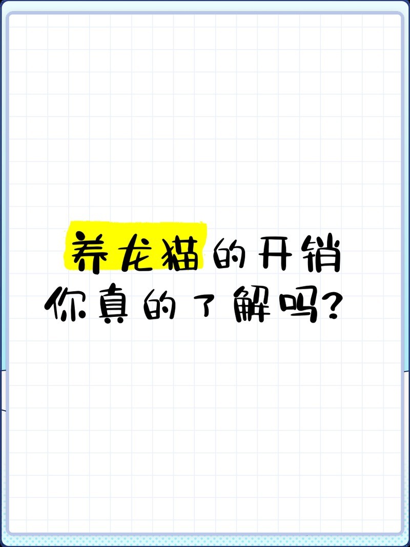 龍貓和貓哪個更適合新手？