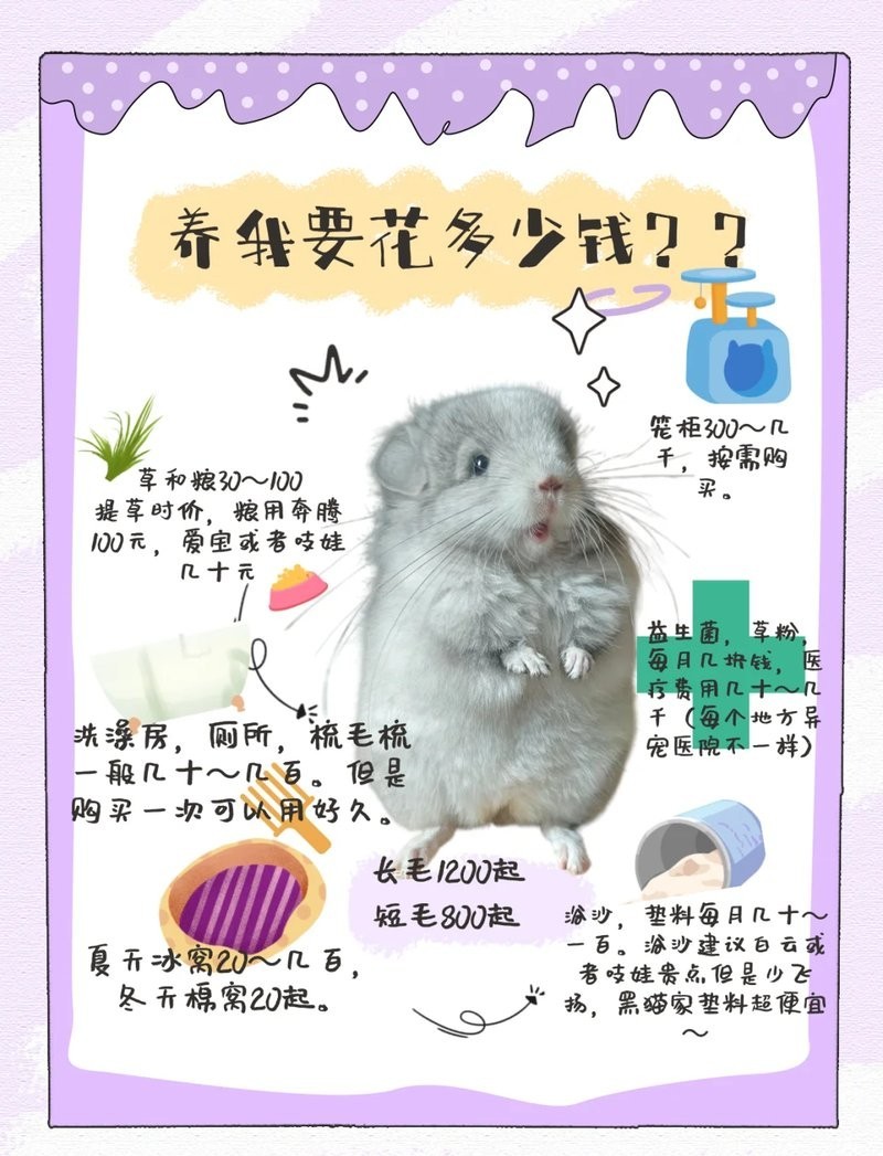 龍貓和貓哪個更適合新手？