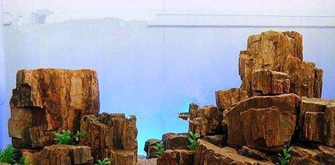 魚缸造景中的風水學：木化石木化石木化石木化石木化石營造森林般的自然形態