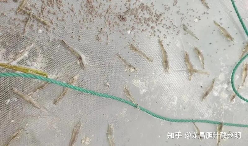 如何判斷觀賞蝦是否吃飽？