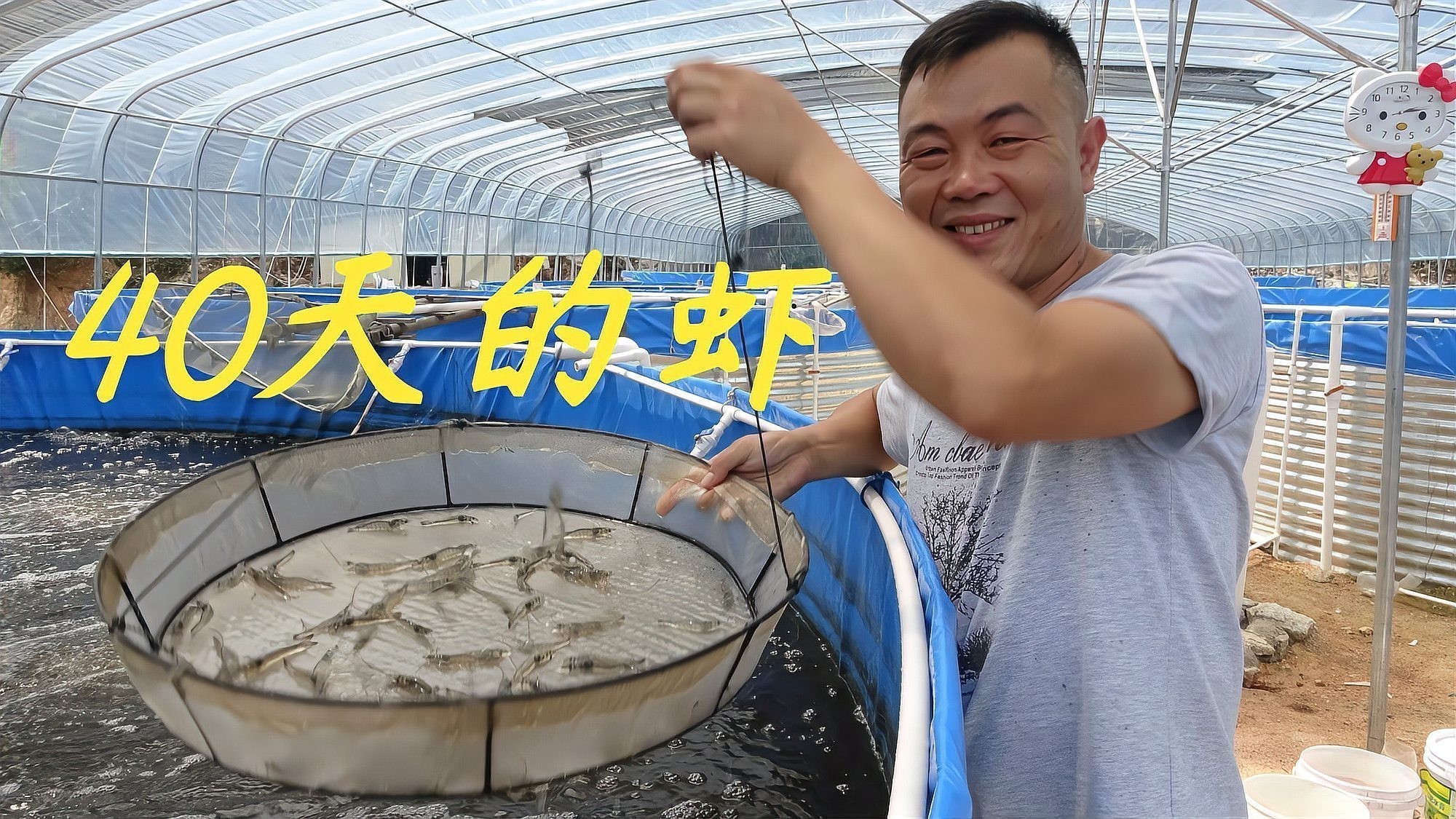 如何判斷觀賞蝦是否吃飽？