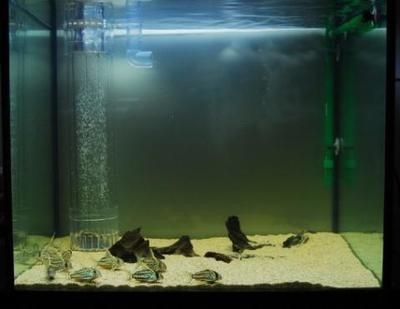 魚缸氧氣泵選擇指南：給魚缸打氧是一項重要的養護措施以下是否需要給魚缸打氧