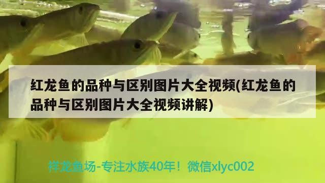 紅龍魚的品種與區別圖片大全視頻(紅龍魚的品種與區別圖片大全視頻講解) 魚缸百科 第1張 紅龍魚的品種與區別圖片大全視頻(紅龍魚的品種與區別圖片大全視頻講解) 紅龍魚的品種與區別圖片大全視頻(紅龍魚的品種與區別圖片大全視頻講解) 魚缸百科 第1張