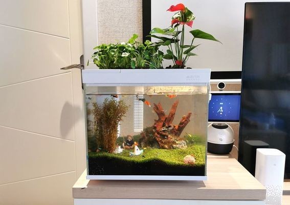畫法幾何智能魚缸評測：畫法幾何智能魚缸用戶評價匯總,智能魚缸養魚成本分析