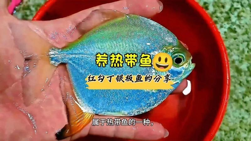 紅勾丁銀板魚最忌三種東西