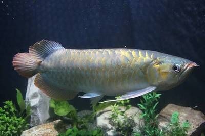 龍魚兜嘴怎么治療貼吧：治療龍魚兜嘴的方法