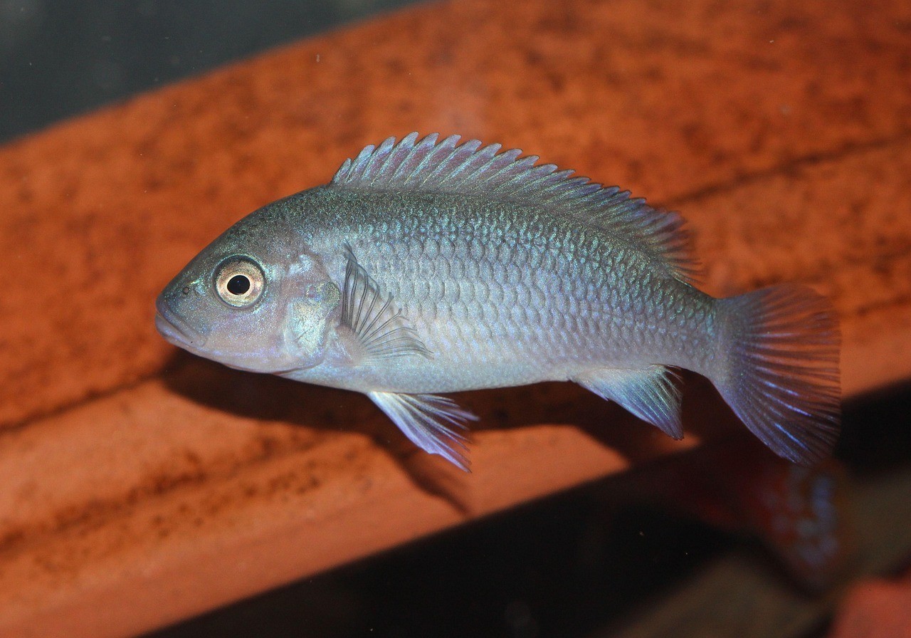 星點龍魚混養的最佳水族箱尺寸是多少？