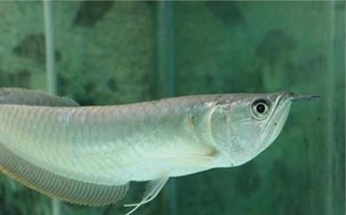 龍魚(yú)吃了吐出來(lái)再吃會(huì)死嗎：龍魚(yú)吃了吐出來(lái)再吃會(huì)導(dǎo)致死亡，但這種行為可能反映出健康問(wèn)題