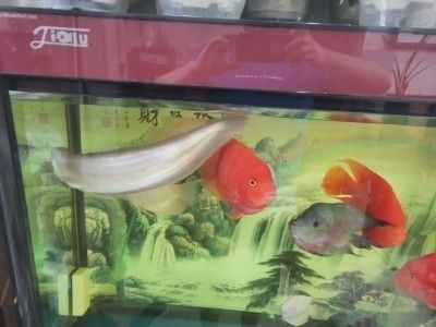 如何挑選小紅龍魚苗 龍魚百科 第2張 如何挑選小紅龍魚苗 如何挑選小紅龍魚苗 龍魚百科 第2張