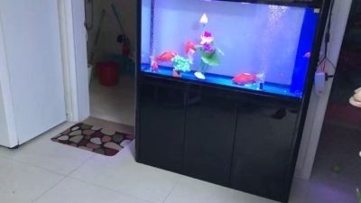 如何挑選小紅龍魚苗 龍魚百科 第3張 如何挑選小紅龍魚苗 如何挑選小紅龍魚苗 龍魚百科 第3張