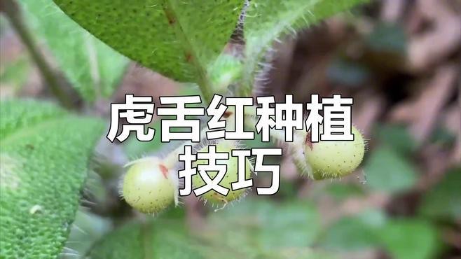 多肉紅老虎怎樣養好
