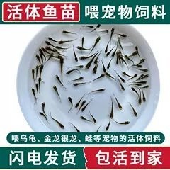 龍魚吃的小魚在哪買 龍魚吃的小魚在哪買 龍魚百科 第7張