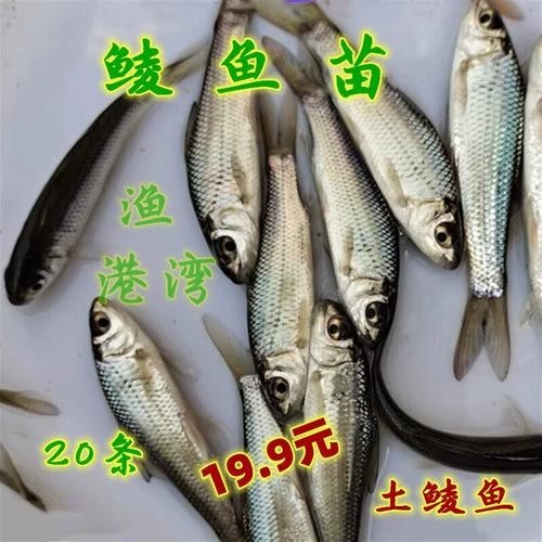 龍魚吃的小魚在哪買