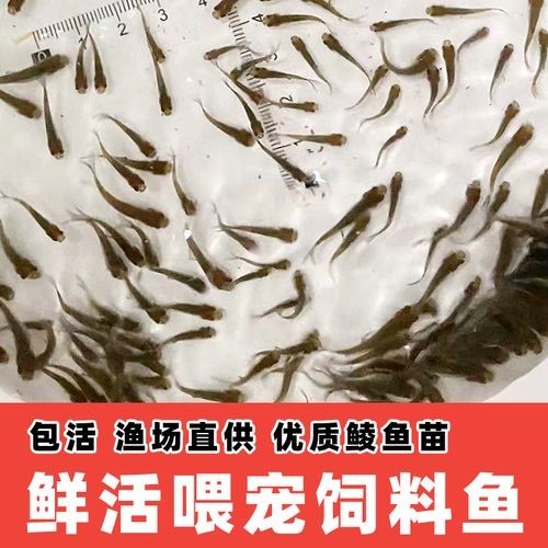 龍魚吃的小魚在哪買 龍魚吃的小魚在哪買 龍魚百科 第5張