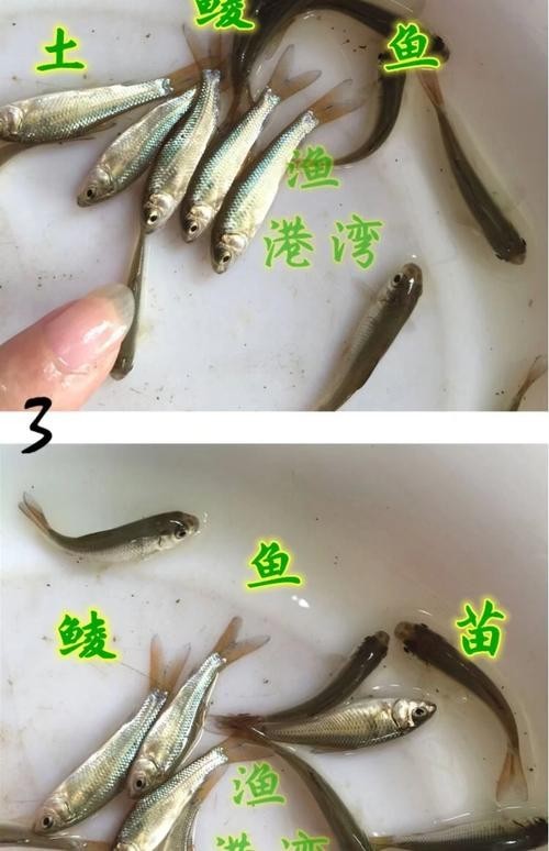 龍魚吃的小魚在哪買