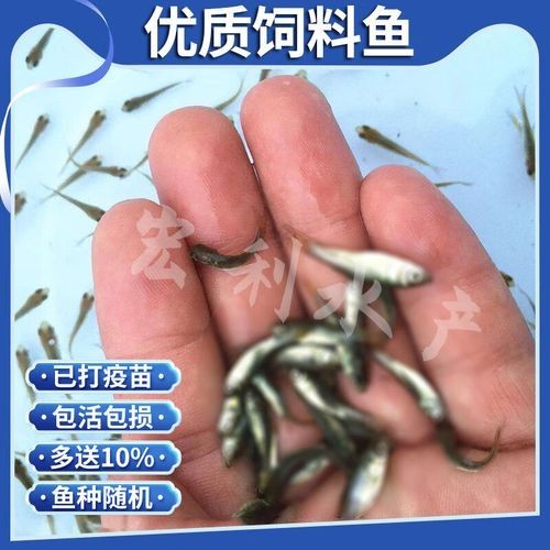 龍魚吃的小魚在哪買 龍魚吃的小魚在哪買 龍魚百科 第4張