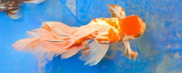 龍魚哪個好養(yǎng)活些（金龍魚和銀龍魚是較為理想的選擇）