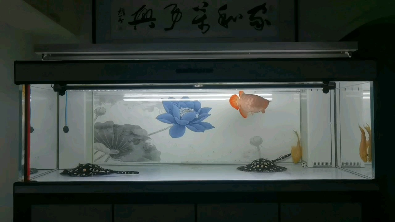 潺潺的溪流，悄然流淌！