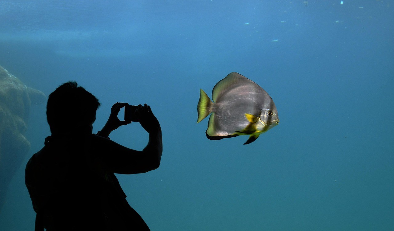 寧晉縣愛上魚水族館（愛上魚電話多少）
