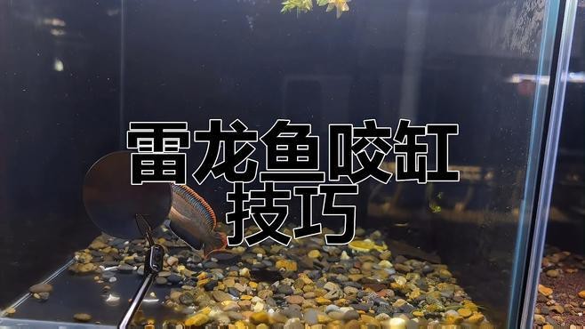 如何降低雷龍魚的攻擊性？ 如何降低雷龍魚的攻擊性？ 龍魚論壇 第4張