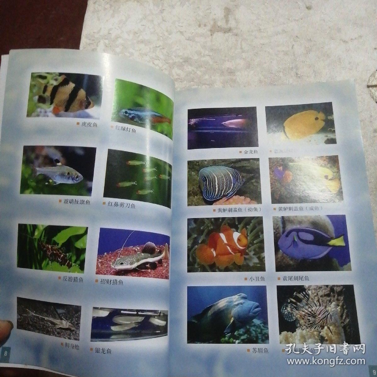 金龍魚有沒有刺的魚：金龍魚并沒有傳統意義上的“刺”，而是具有特殊的頭部結構