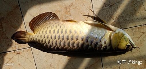 金龍魚有沒有刺的魚：金龍魚并沒有傳統意義上的“刺”，而是具有特殊的頭部結構