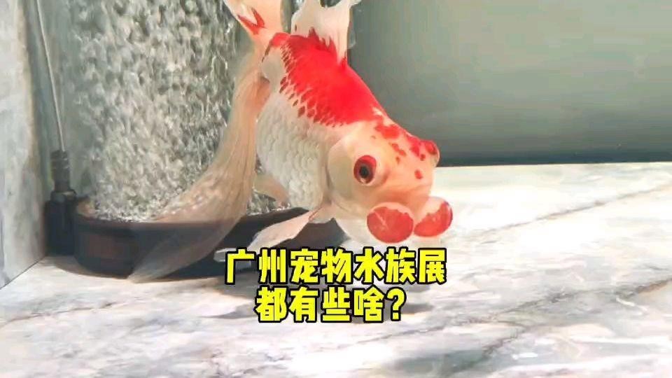 長城杯2024年最新展會表 長城杯2024年最新展會表 2025長城杯龍魚大賽 第2張