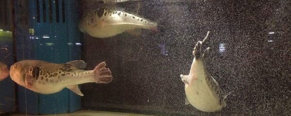 海鹽可以用于魚缸殺菌嗎？：海鹽可以放魚缸殺菌嗎