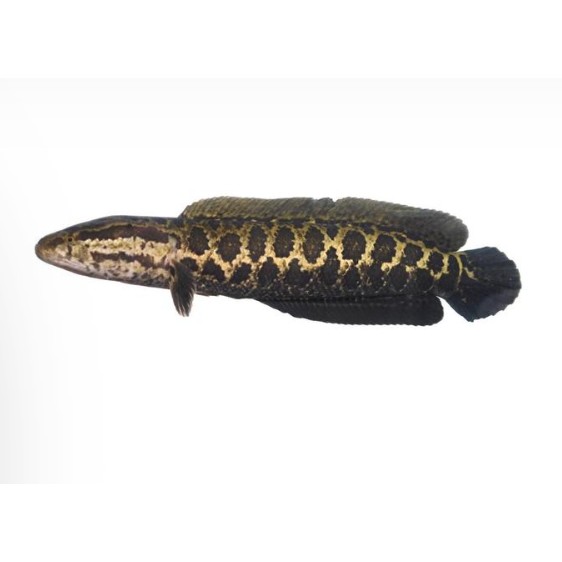 雷龍魚是黑魚嗎