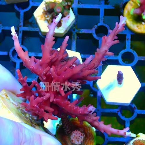 紅龍sps