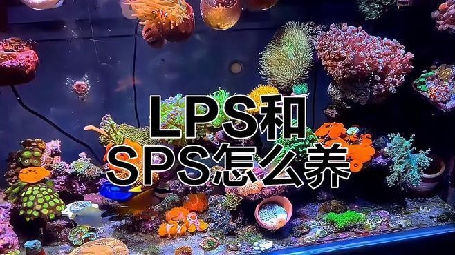 紅龍sps