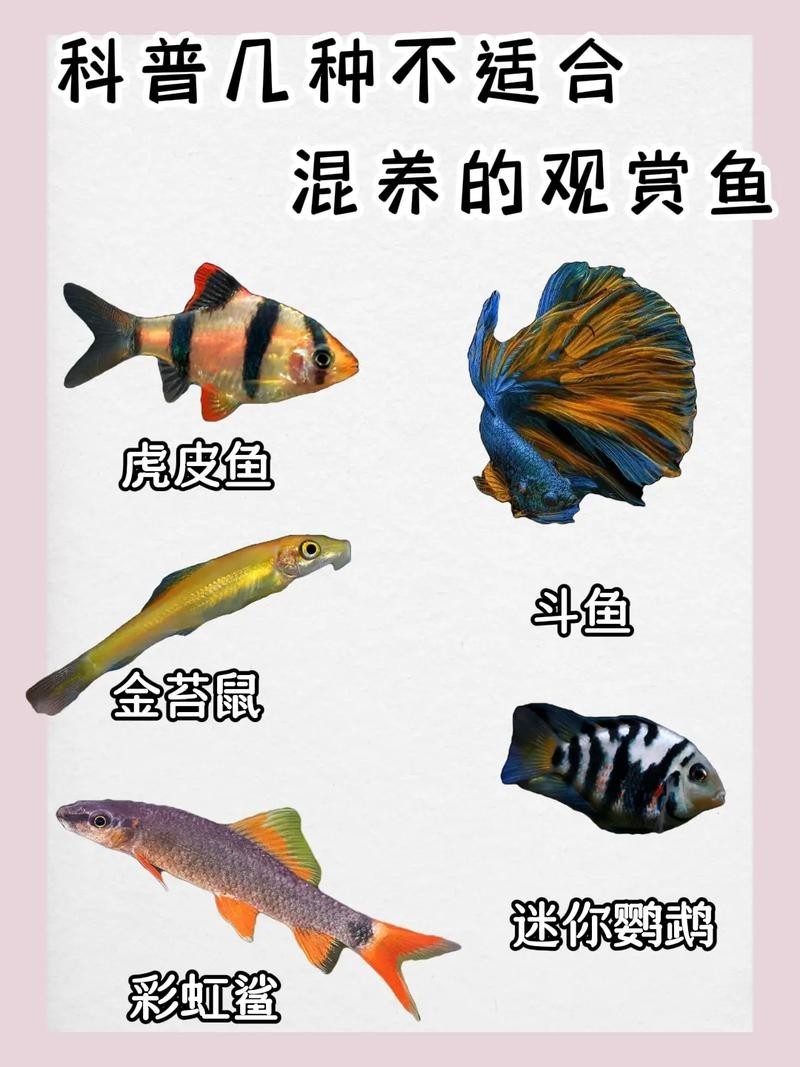給我推薦一些性價(jià)比高的觀賞魚