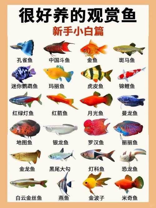 給我推薦一些性價(jià)比高的觀賞魚