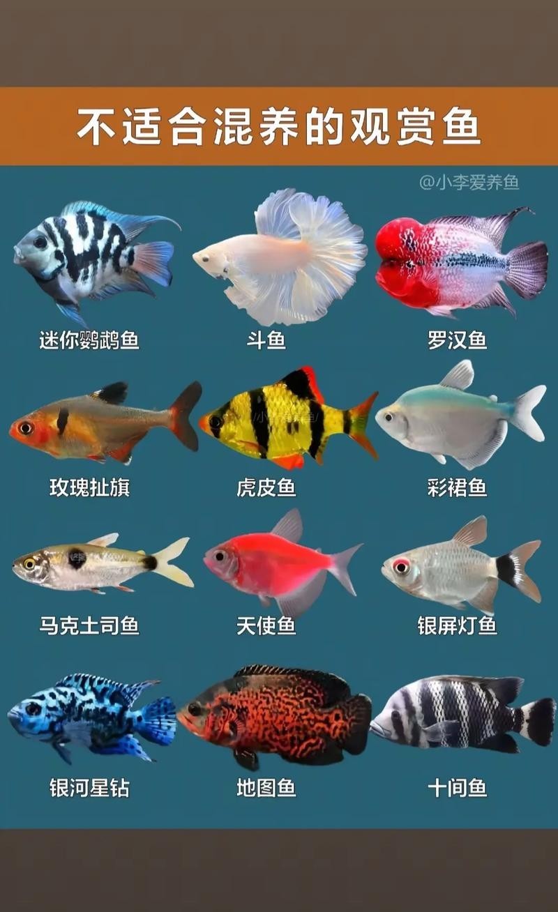 給我推薦一些性價(jià)比高的觀賞魚