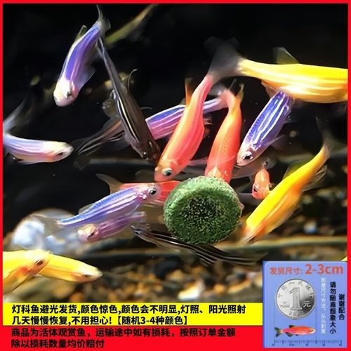 給我推薦一些性價(jià)比高的觀賞魚