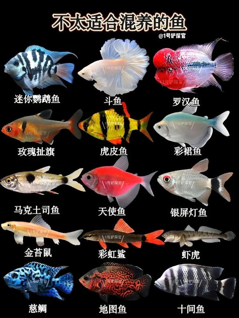 給我推薦一些性價(jià)比高的觀賞魚