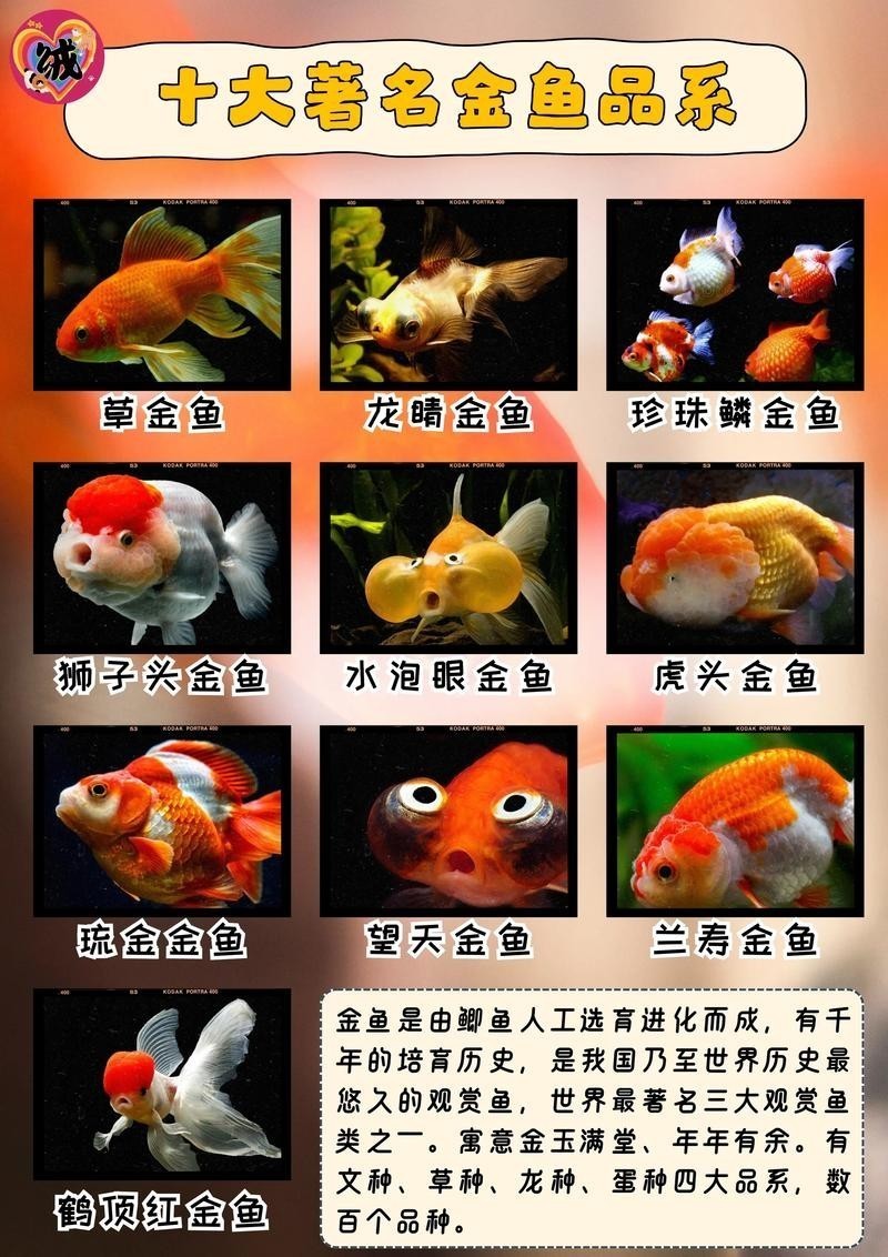 給我推薦一些性價比高的觀賞魚