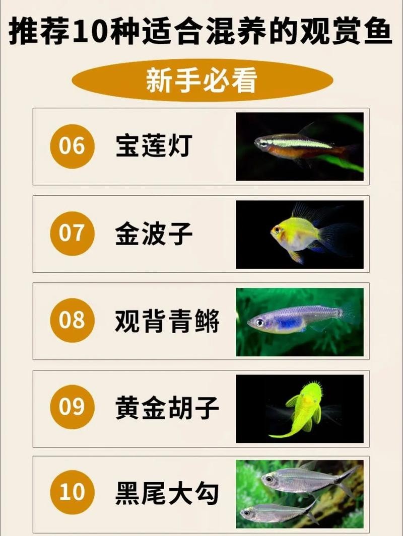給我推薦一些性價(jià)比高的觀賞魚