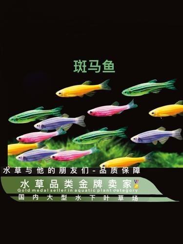 給我推薦一些性價(jià)比高的觀賞魚