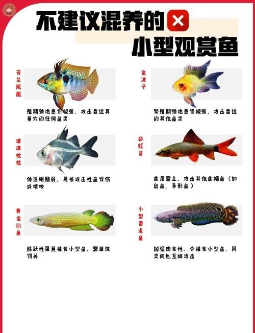 給我推薦一些性價(jià)比高的觀賞魚