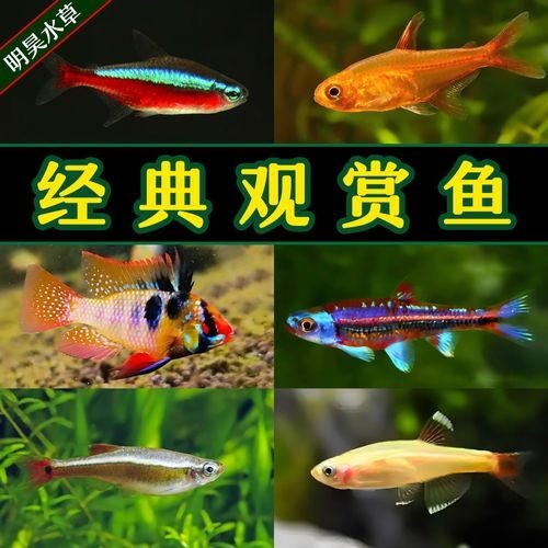 給我推薦一些性價(jià)比高的觀賞魚
