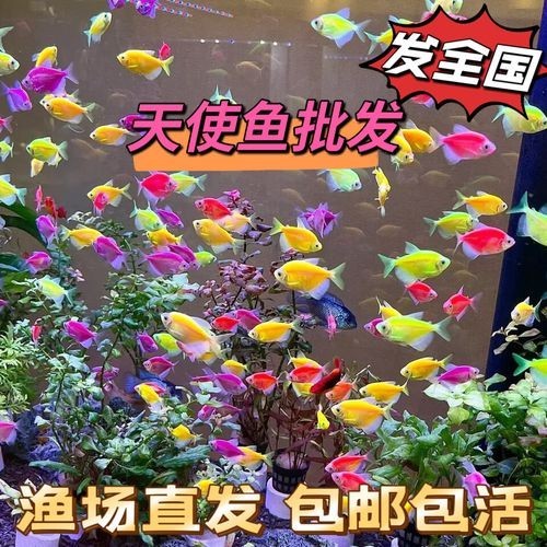 給我推薦一些性價(jià)比高的觀賞魚