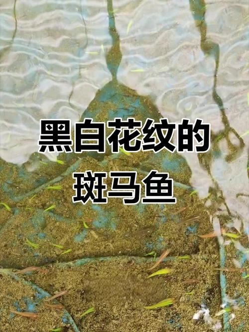 給我推薦一些性價(jià)比高的觀賞魚